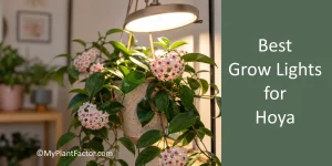 grow light over a blooming hoya plant in a modern living room