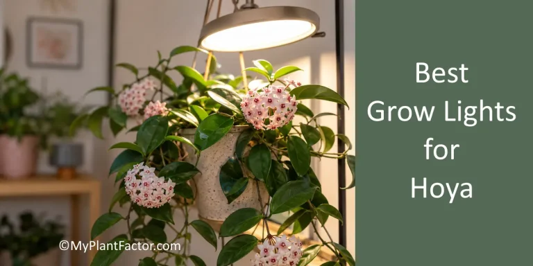 grow light over a blooming hoya plant in a modern living room