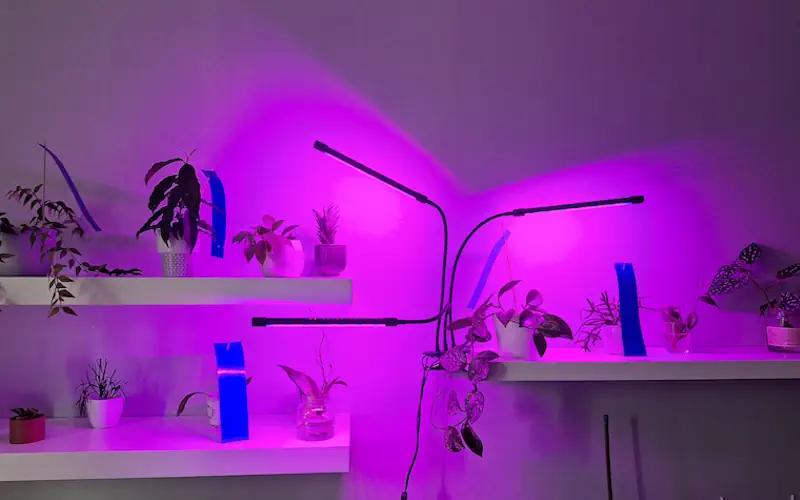 Indoor plants illuminated by purple LED grow lights in a darkened growing area.