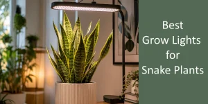 snake plant under a grow light in a dark room