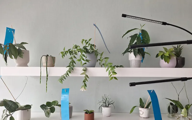 Houseplants arranged on white shelves beneath slim LED grow lights on gooseneck in a bright indoor room.