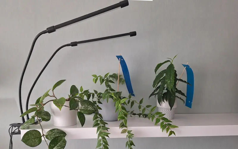 collection of hoya plants – hoya carnosa, hoya bella – under grow lights to encourage blooming and healthy growth