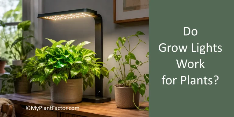 answer to the question do grow lights work for plants showing houseplants thriving