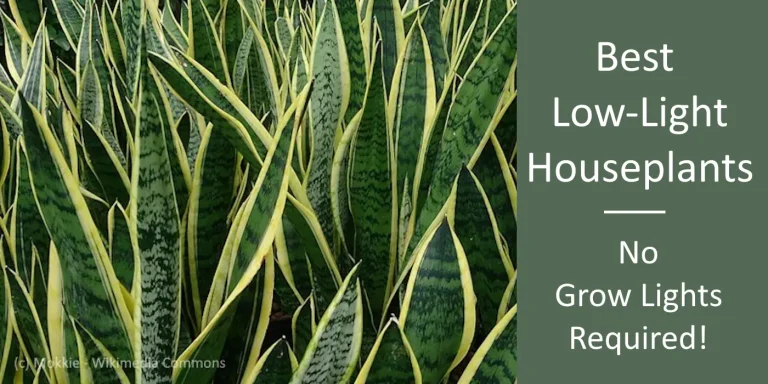 collection of snake plants low light requirements and don't need grow lights