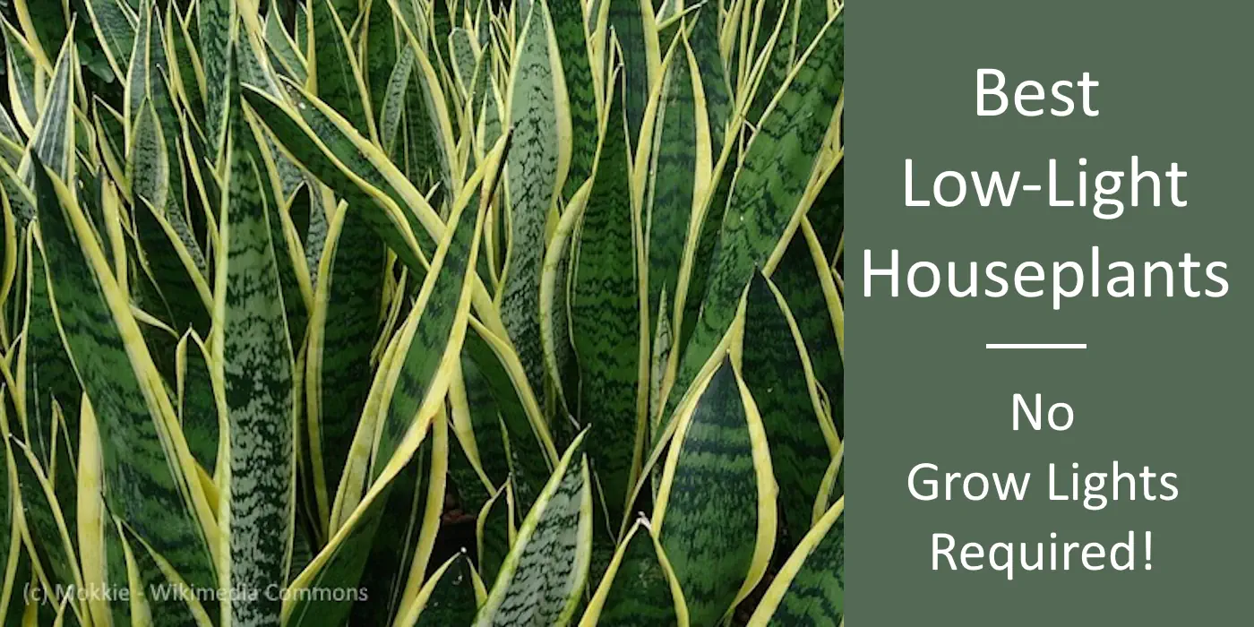 collection of snake plants low light requirements and don't need grow lights