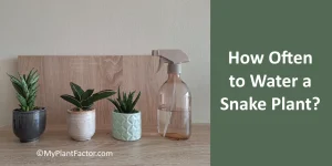 image of snake plants and water sitting on a minimalistic shelf