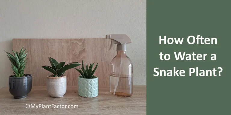 image of snake plants and water sitting on a minimalistic shelf