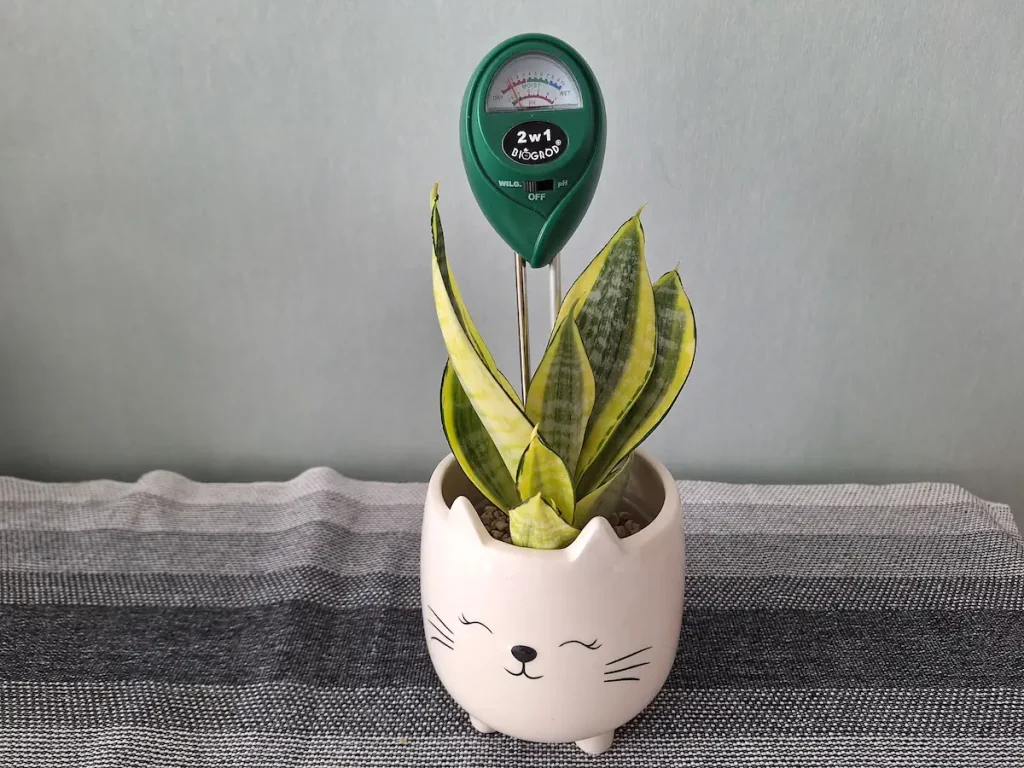 moisture meter helps determine how often to water a snake plant