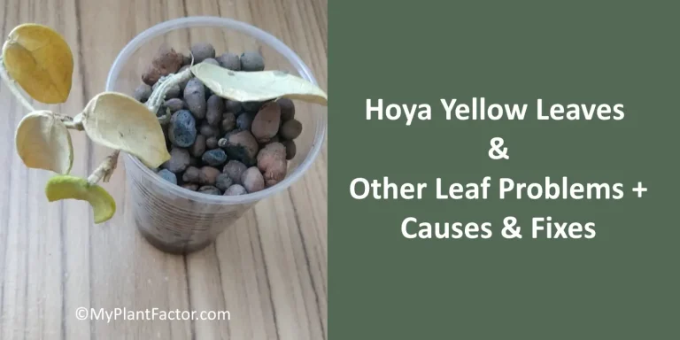 hoya yellow leaves showing signs of neglect and poor care