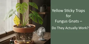 yellow sticky traps work for fungus gnats